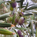 Olive Tree, 20 Seeds