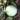 Edible Bottle Gourd, 15 Seeds