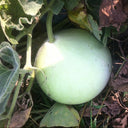 Edible Bottle Gourd, 15 Seeds