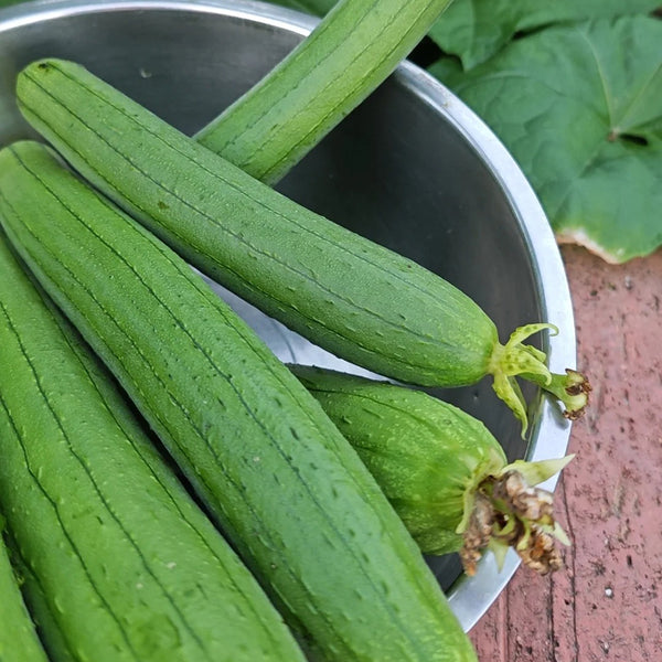 Green Superior Luffa Seeds, 20 Seeds