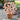 W1337 Double Zahara Raspberry Ripple Zinnia, 5 Seeds