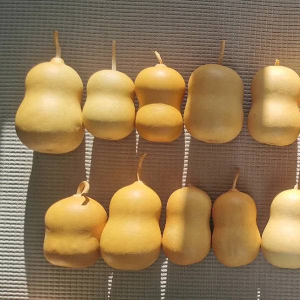 Guoguo Gourd, 10 Seeds