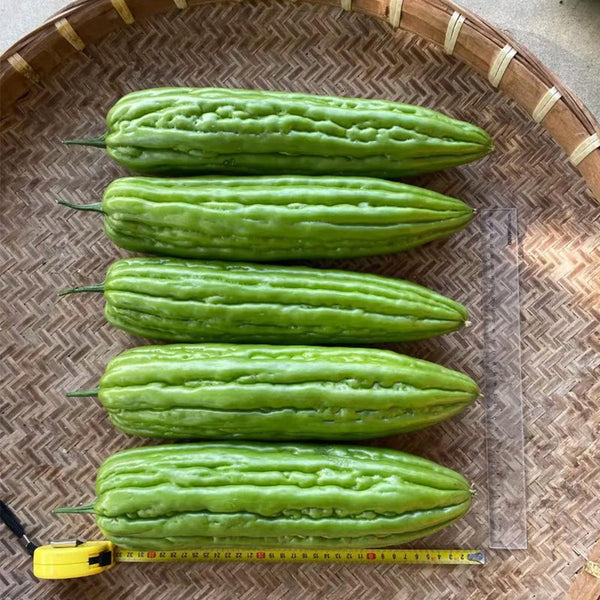 'Jiemei No.3' Bitter Gourd, 10 Seeds
