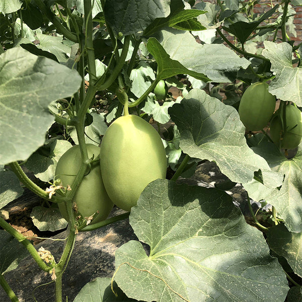 Qingshami Muskmelon Seeds, 50 Seeds