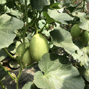Qingshami Muskmelon Seeds, 50 Seeds