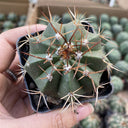 Melocactus amoenus, 3-4cm