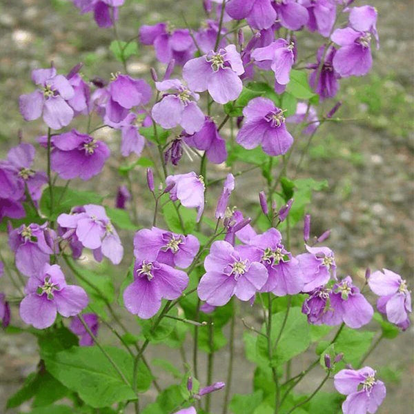 Chinese violet cress (Orychophragmus violaceus) Seeds, 200 Seeds