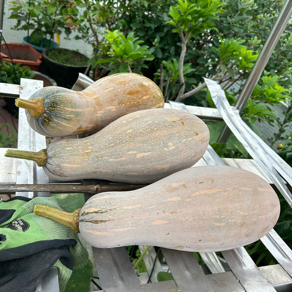 'Rumi No. 9' Pumpkin, 20 Seeds