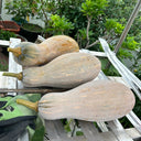 'Rumi No. 9' Pumpkin, 20 Seeds