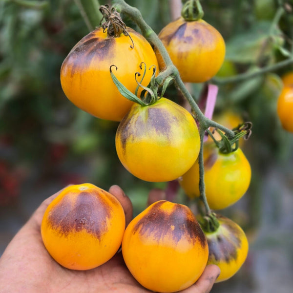 Pineapple Blue Pear Tomato, 5 Seeds
