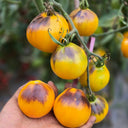 Pineapple Blue Pear Tomato, 5 Seeds
