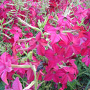 Flowering Tobacco Seeds (Nicotiana alata), 5000 Seeds