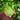 Keguang Baby Mustard Greens Seeds, 10g