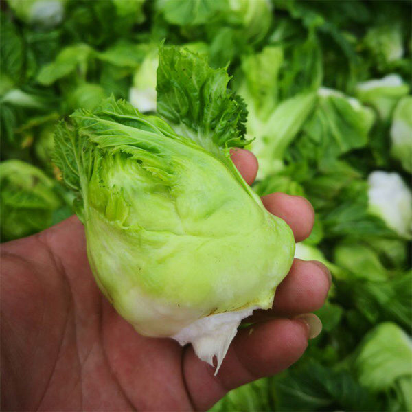 Keguang Baby Mustard Greens Seeds, 10g