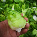 Keguang Baby Mustard Greens Seeds, 10g