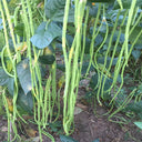 Chunxiu No.7 Long Bean Seeds, 200g