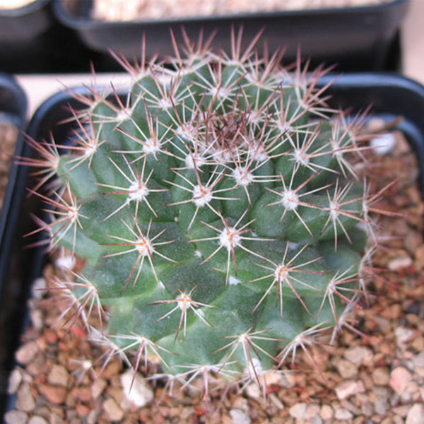 Mammillaria mammillaris 'Cangbaotian', 3-4cm