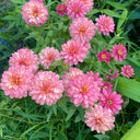 Pink Garden Zinnia Seeds, 100 Seeds