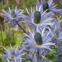 Alpine Eryngo Seeds, 100 Seeds