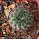 Sulcorebutia rauschii Live Cactus, 2-3cm
