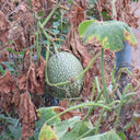 Figleaf Gourd, 50 Seeds