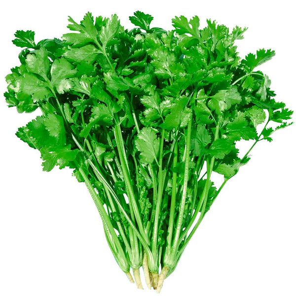 Farmer's Small-Leaf Cilantro Seeds, 50g