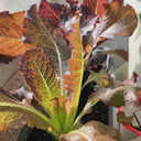 'Jing Zique' Lettuce Seeds, 1g