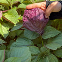 Bicolor Perilla Seeds, 2g
