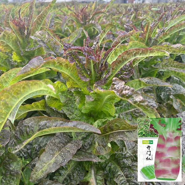 Dawn Red Lettuce Seeds, 15g