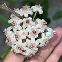 Hoya carnosa 'Jade', 5 Cuttings