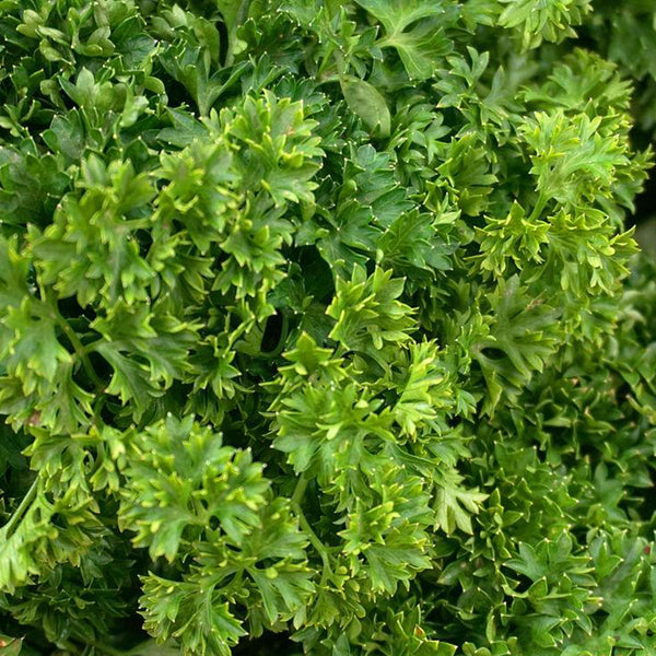French Parsley Seeds, 2g