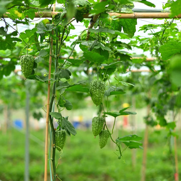 'Kainong Chunbao' Bitter Gourd Seeds, 50 Seeds
