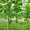 'Kainong Chunbao' Bitter Gourd Seeds, 50 Seeds