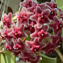 Hoya pubicalyx 'Pink Silver', 5 Cuttings