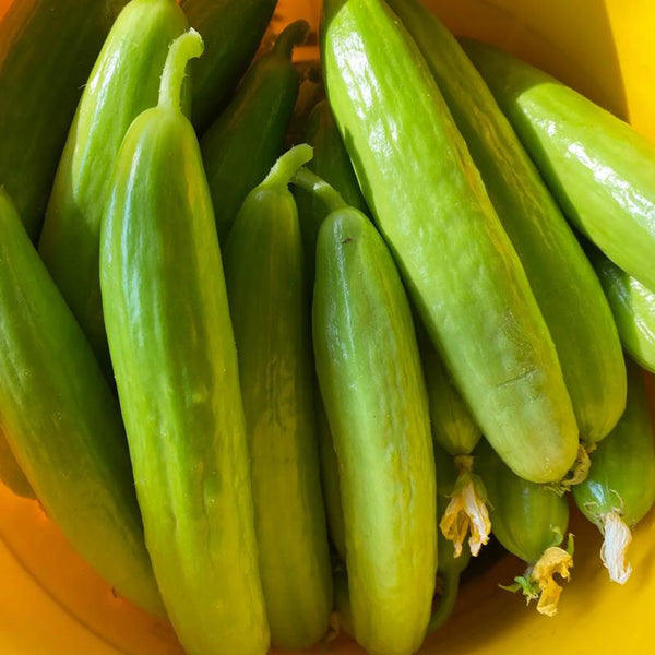 Crispy Jade Fruit Cucumber, 5 Seeds