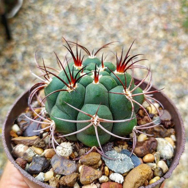 Gymnocalycium saglionis, 3-4cm