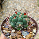 Gymnocalycium saglionis, 3-4cm