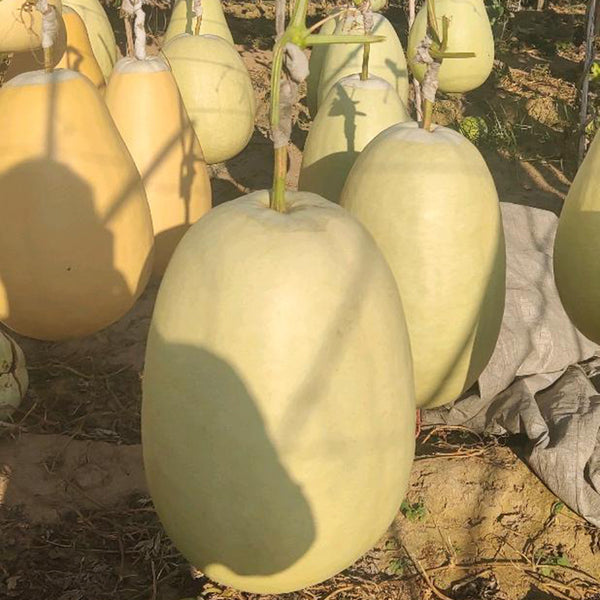 'Large Winter Melon' Gourd, 5 Seeds