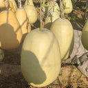 'Large Winter Melon' Gourd, 5 Seeds