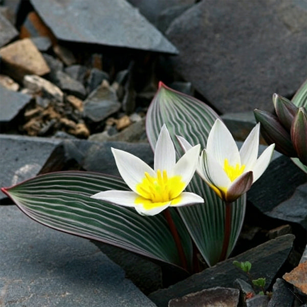 Tulipa regelii, 5 Seeds