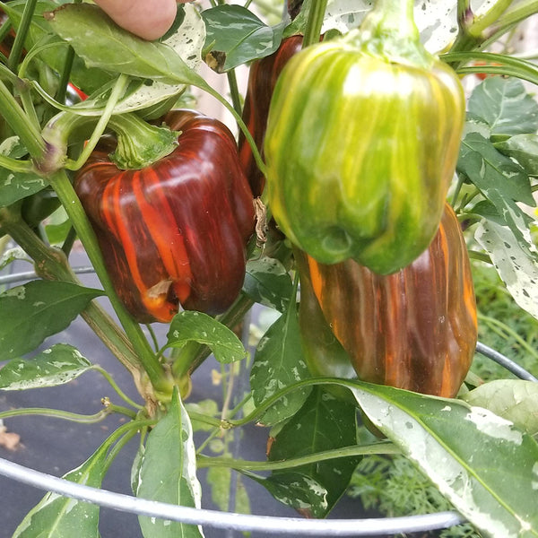 'Candy' Sweet Pepper Seeds, 3 Seeds