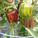 'Candy' Sweet Pepper Seeds, 3 Seeds
