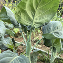 'Jiemei Improved Xianggu' Chinese Kale Seeds, 10g