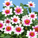 W1343 Zahara Starlight Rose Zinnia, 100 Seeds