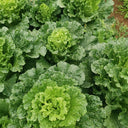 'Cuiqing 55' Qingmaye Chinese Cabbage Seeds, 4g