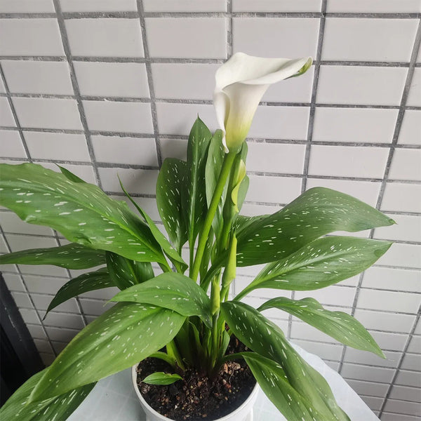 'White Art' Calla Lily, 16/18cm Circumference, 1 Bulb