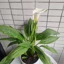'White Art' Calla Lily, 16/18cm Circumference, 1 Bulb