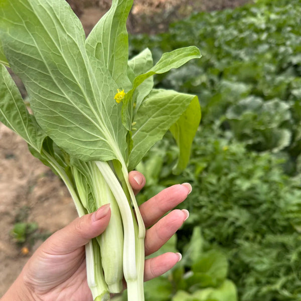Jiemei Pak Choi Flowering Stem Seeds, 10g