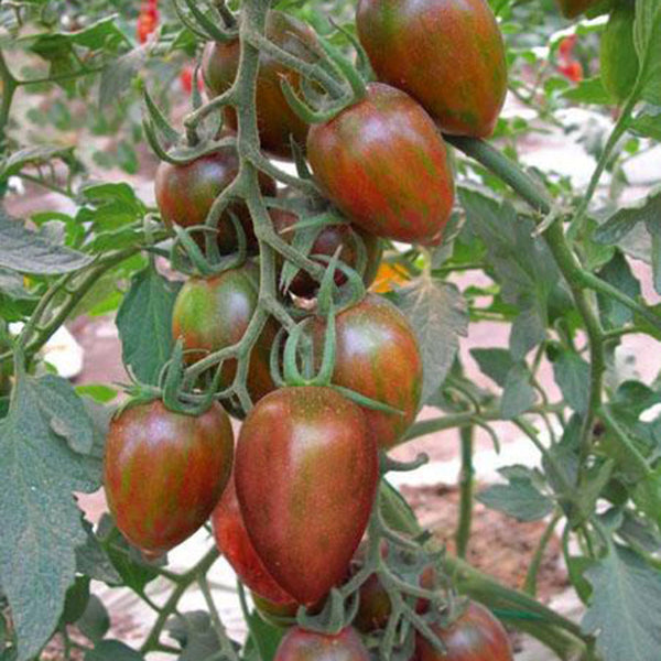 Royal Violet Cherry Tomato Seeds, 20 Seeds