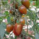 Royal Violet Cherry Tomato Seeds, 20 Seeds
